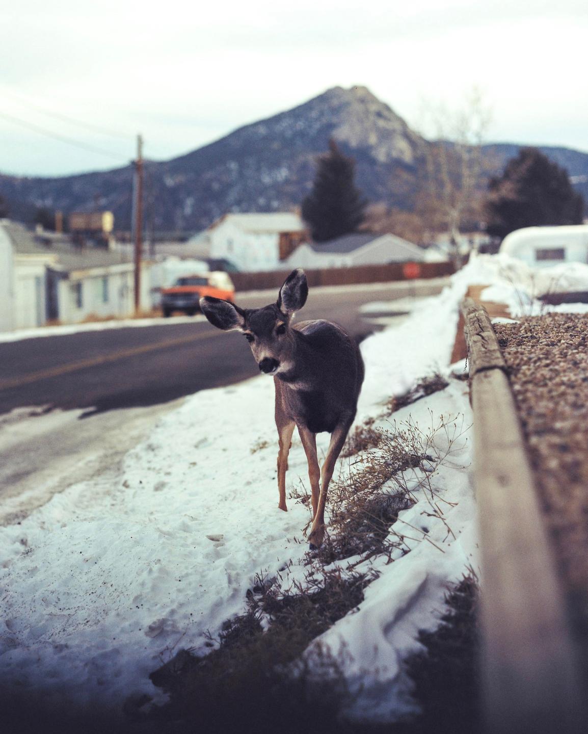 A deer stands on a snowy roadside with a mountain in the background.