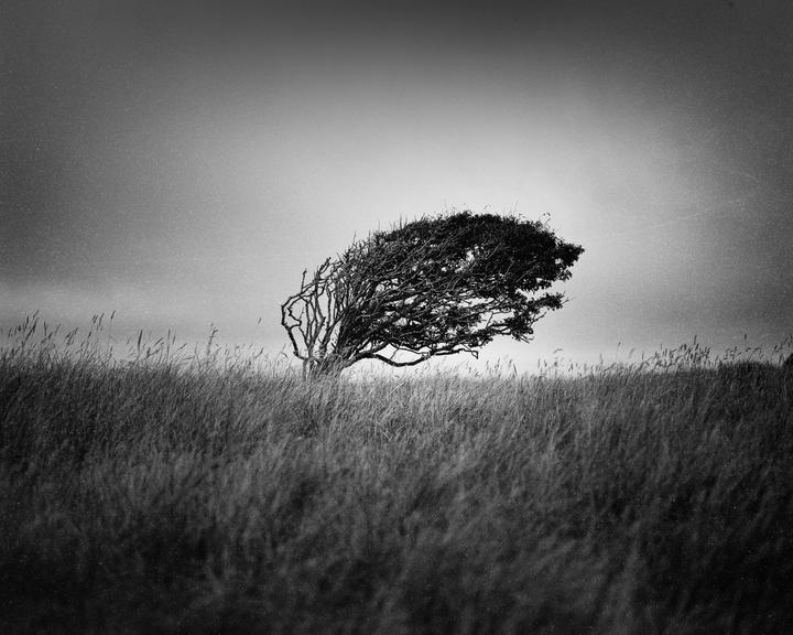 A windswept tree stands in a field of tall grass under a bright sky.