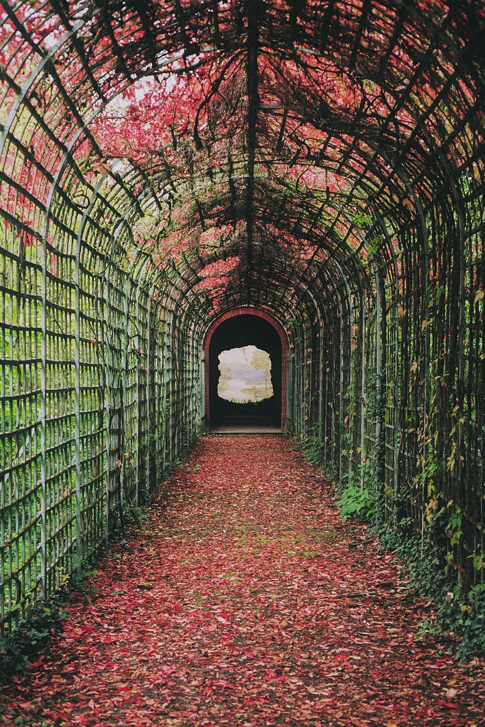 A tunnel of red foliage and green vines leads to a bright opening.