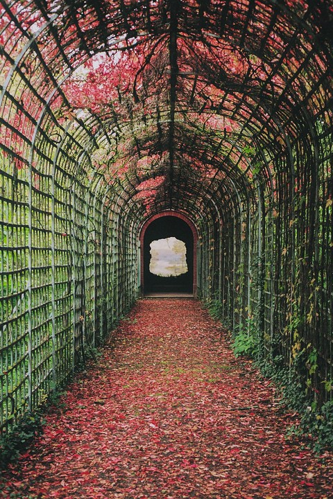 A tunnel of red foliage and green vines leads to a bright opening.