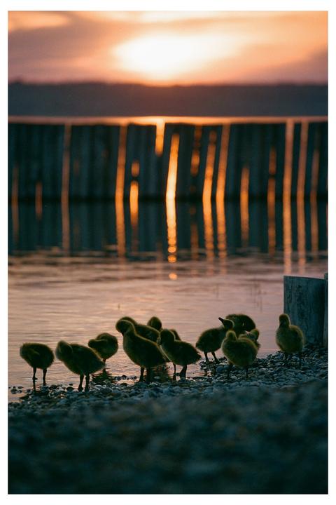 A group of goslings stands on a rocky shore with the sun setting over the water in the background.