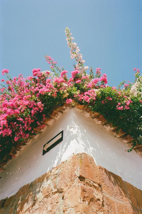 Pink and white flowers grow over the corner of a white building with a stone base and a black arrow sign.