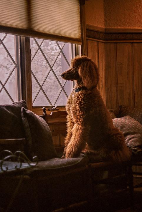A brown poodle sits on a couch and looks out a diamond-paned window.