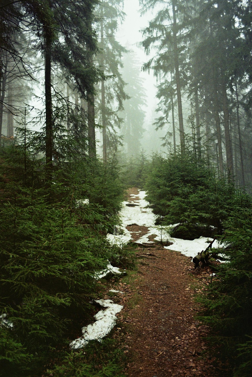 A narrow dirt path with patches of snow winds through a dense, foggy forest of tall evergreen trees.