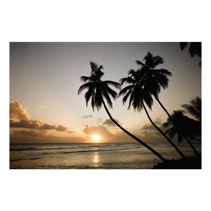 Palm trees are silhouetted against a sunset over the ocean.