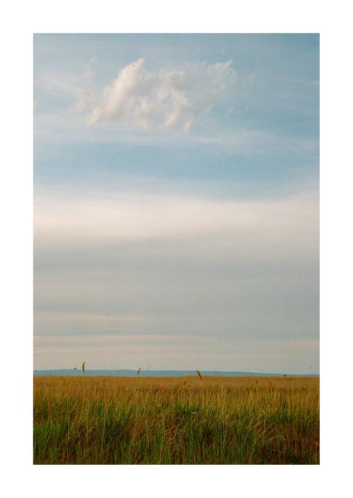 A tiny cloud floats above a vast field of tall grass under a pale sky.