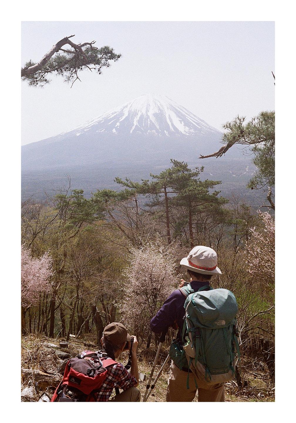 Two people with backpacks are looking at a snow-capped mountain over a forest with pink blossoms.
