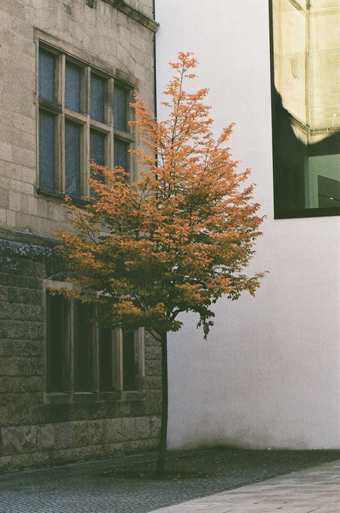 A tree with orange leaves stands between a stone building with large windows and a modern white building with a dark window.