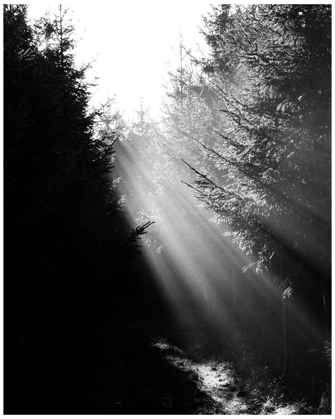 Sunlight streams through a dense forest, illuminating a path on the ground.