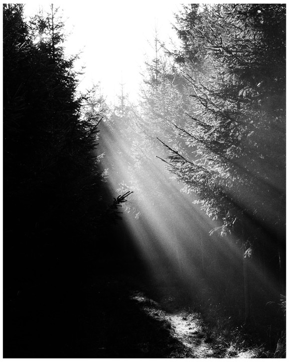 Sunlight streams through a dense forest, illuminating a path on the ground.