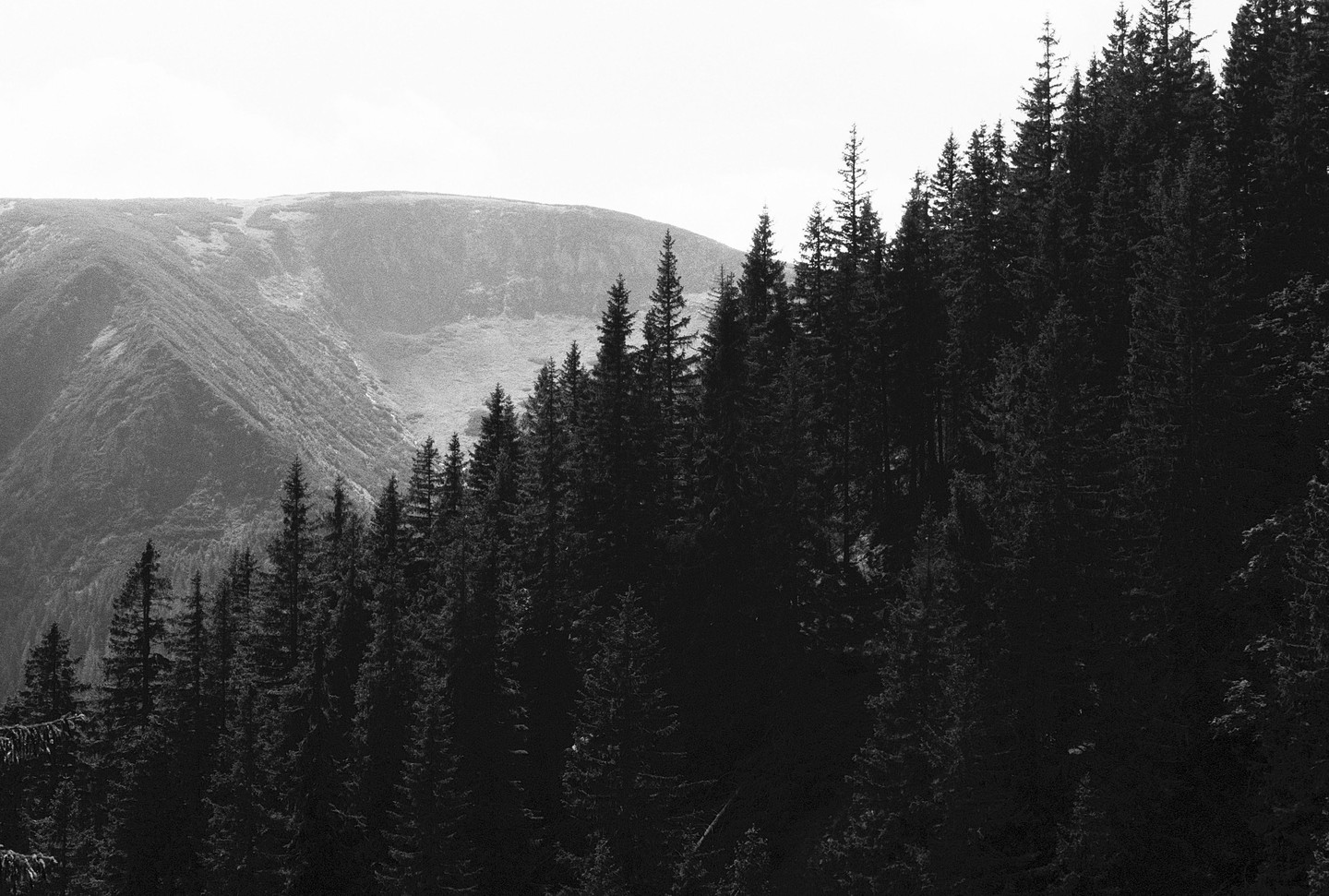 A dense forest of pine trees covers a mountain slope with a hazy mountain ridge in the background.