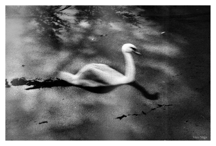 A swan is swimming in water with reflections of trees.