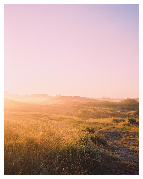 A field of tall grass is illuminated by the golden light of the setting sun.