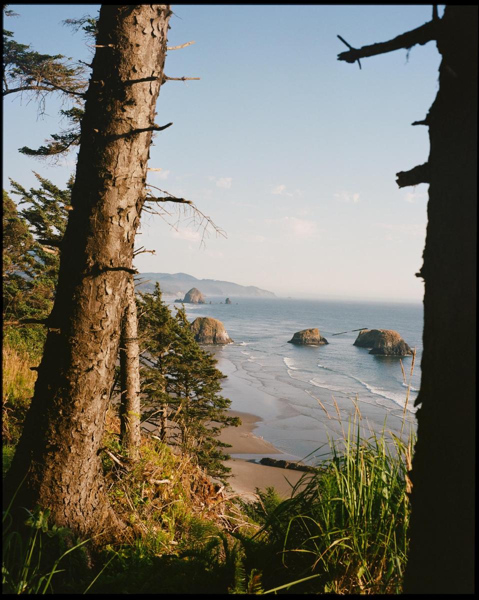 A view of the Oregon coast with sea stacks and a sandy beach, framed by two large tree trunks.