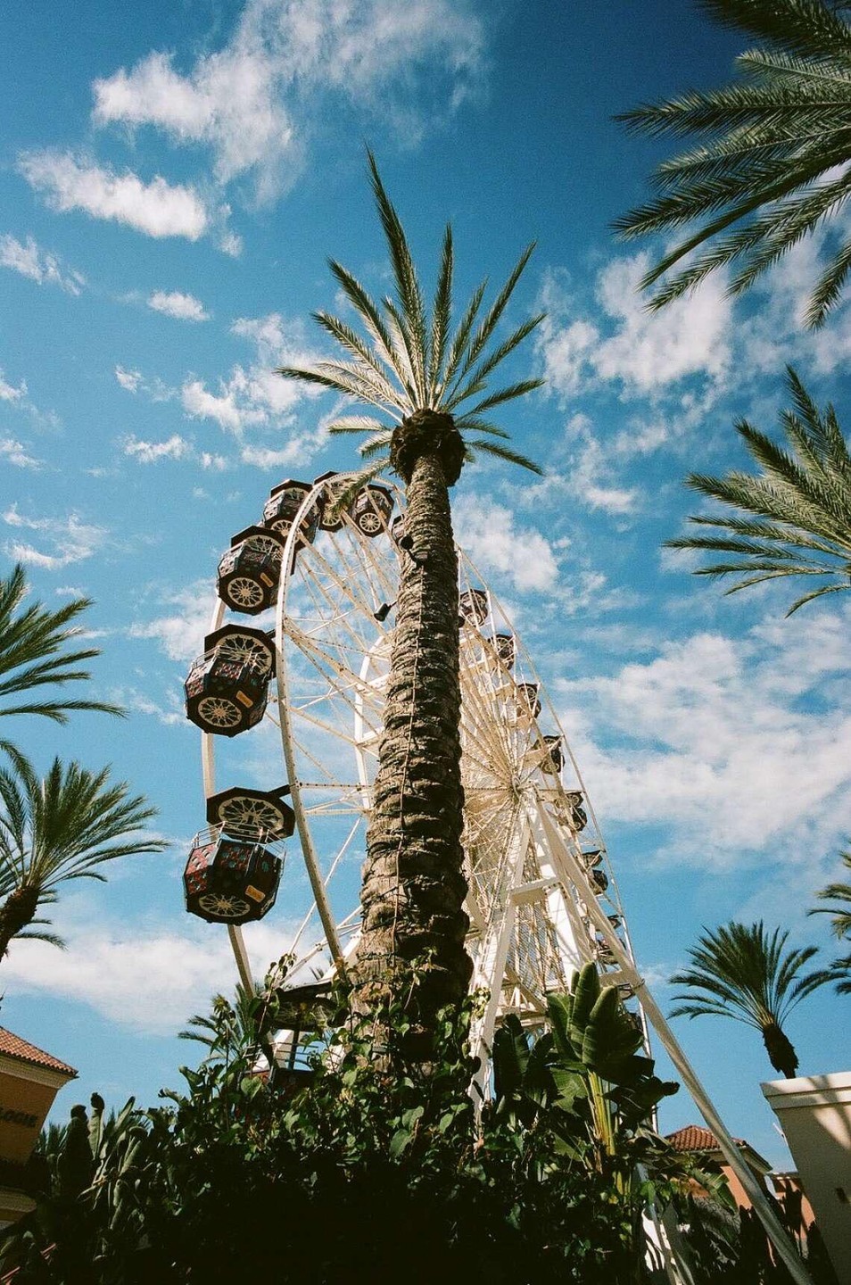 A low-angle view shows a tall palm tree in front of a white ferris wheel with a bright blue sky and white clouds in the background.