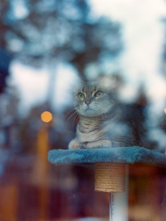 A cat sits on a cat tree looking out a window with reflections.