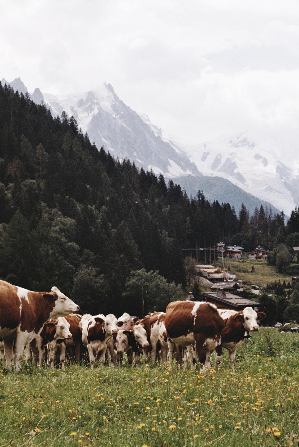 A herd of brown and white cows stands in a field of yellow flowers with a forest and snow-capped mountains in the background.