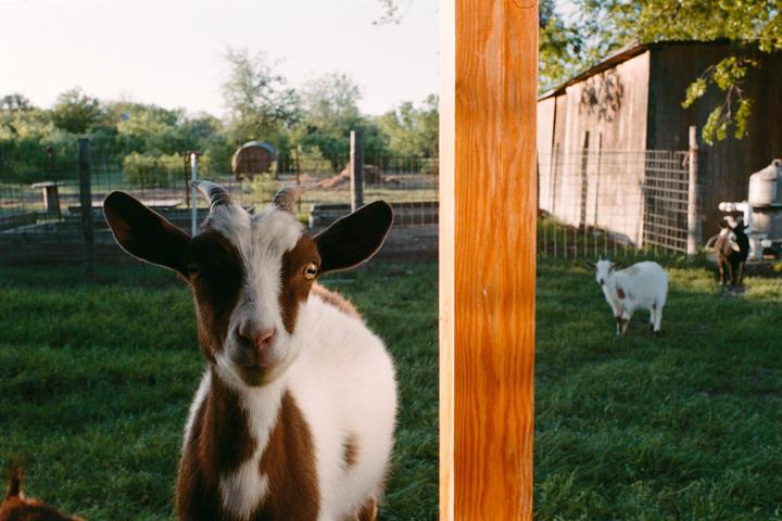 A brown and white goat looks directly at the viewer, with other goats and a barn in the background.