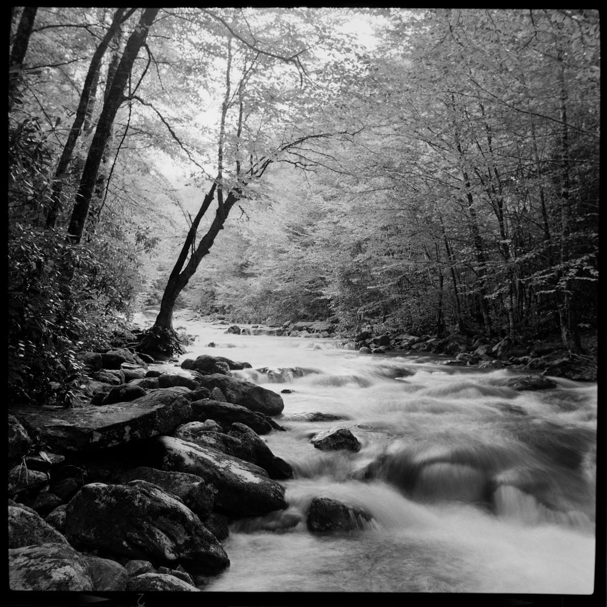 A river flows over rocks through a forest.