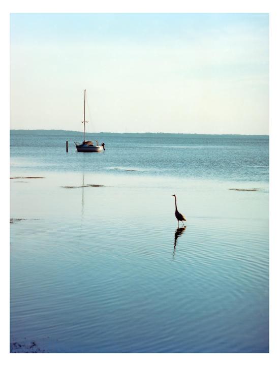 A bird stands in shallow water with a sailboat anchored in the background.