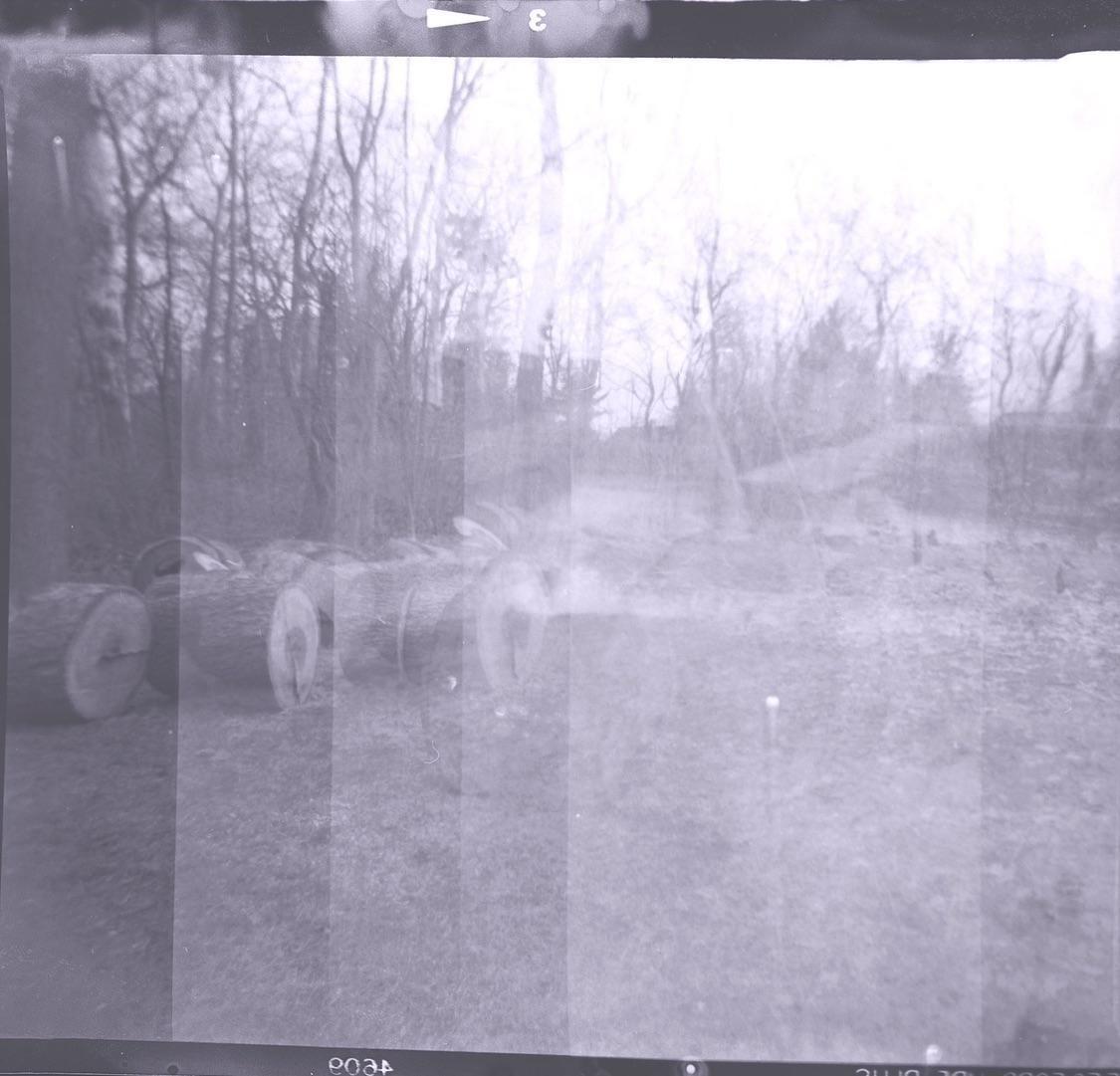 Several cut logs are stacked on the ground in a wooded area with bare trees.