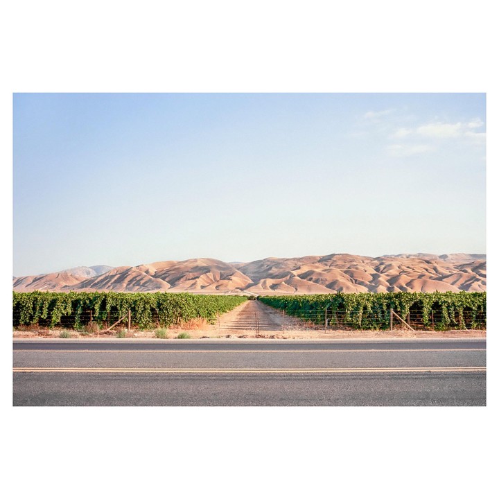 A road runs in front of a vineyard with rolling hills in the background under a clear sky.