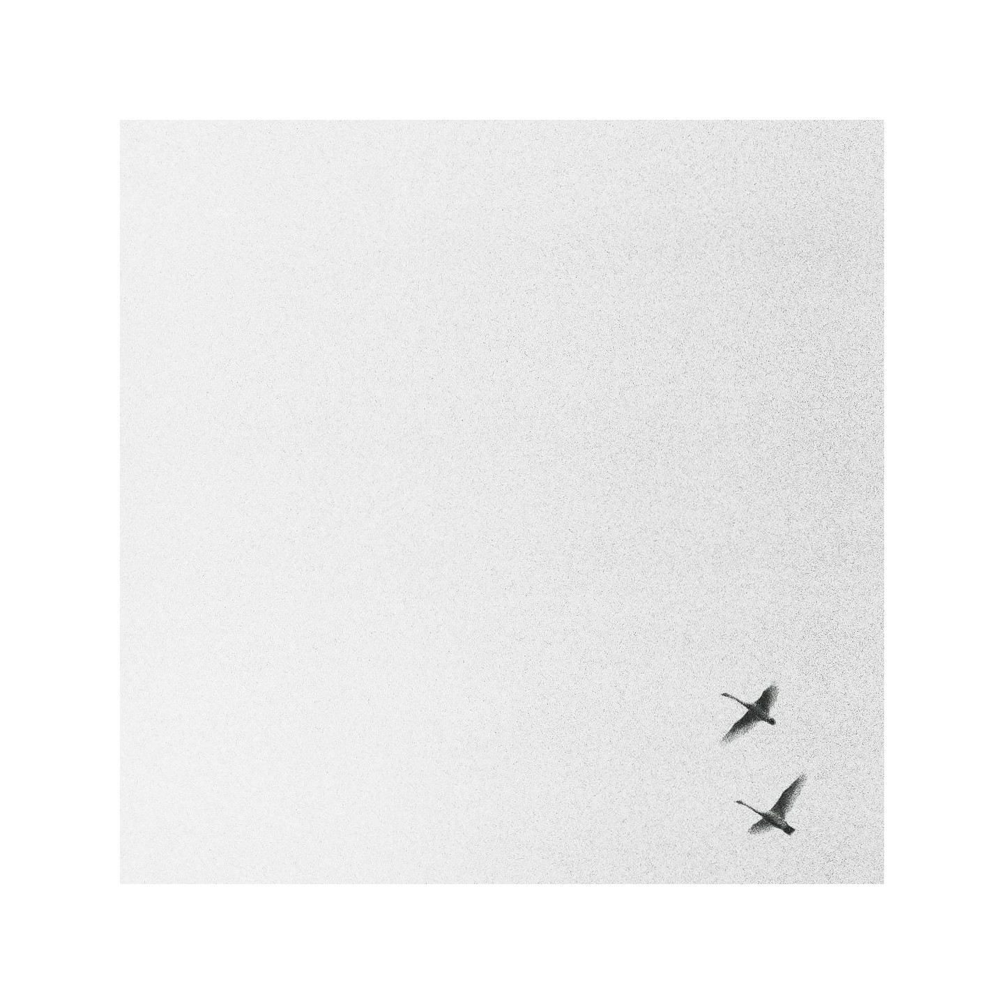 Two swans fly across a bright, grainy sky.